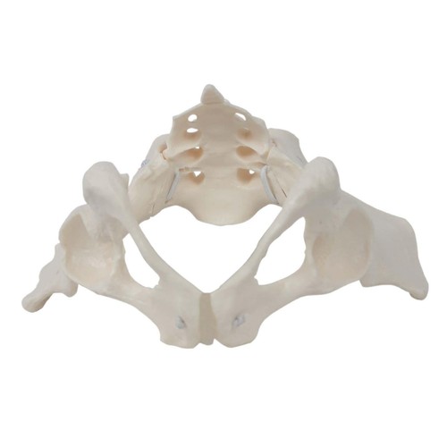 Female pelvis model life size - model,