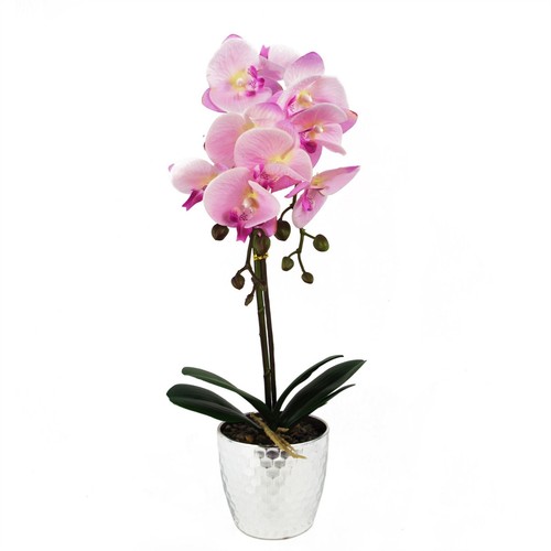 50cm phalaenopsis orchid - 50cm,