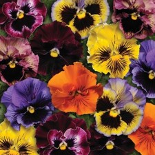 Pansy - Frizzle Sizzle Mixed - Kings Seeds Pictorial Pack - 25 Seeds