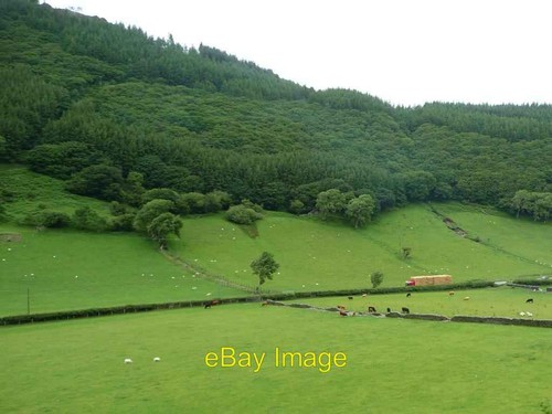 Photo 6x4 cattle and - 6x4,