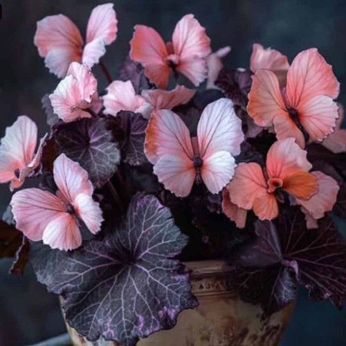 50pcs coleus hosta - coleus, plant