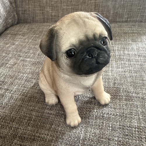 Mini pug sitting - mini,