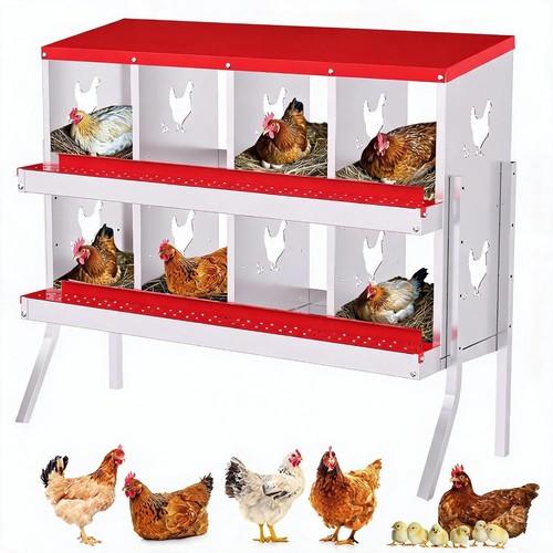 Compartment chicken nest - chicken,