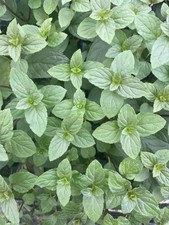 6 X Peppermint Plant Plugs