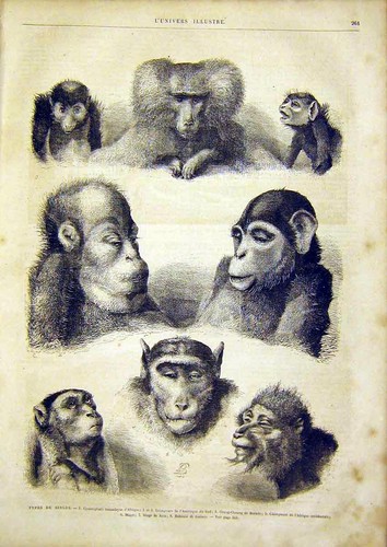 Original old antique print - old,