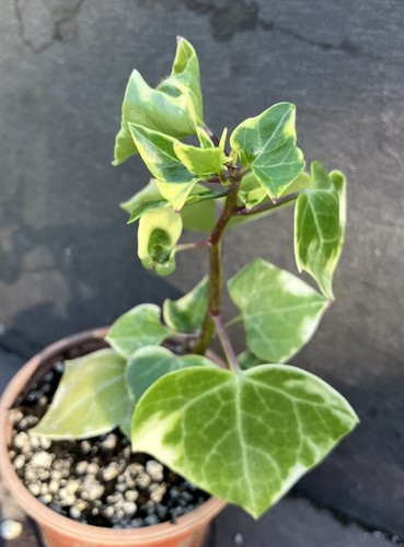 Senecio macroglossus - senecio,