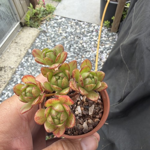 Aeonium sedifolium width - aeonium,