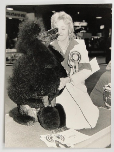 Merita gibbs poodle montravia - merita,