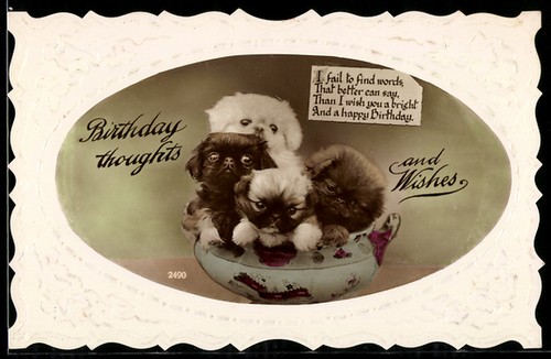 Postcard pekingese puppies - pekingese,