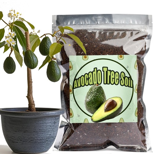 Organic avocado tree potting - avocado,