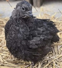 6 Coturnix Quail Eggs Black