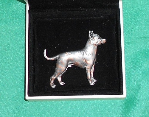 Mexican hairless dog - mexican,
