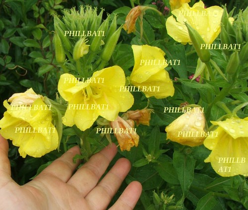 Oenothera fragrant yellow - oenothera,