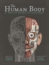 The Human Body: A Pop-Up Guide
