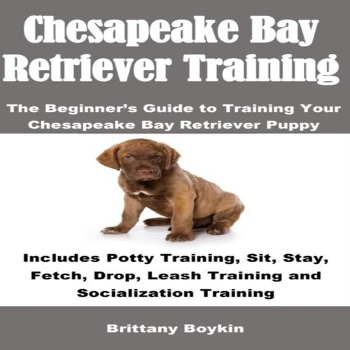 Chesapeake bay retriever - bay,
