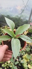 2x Hosta Plants (Halcyon) In 1 Litre Pots.. 1 Per Pack, Hardy Garden Perennials