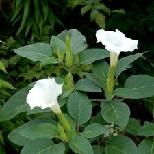 DATURA Meteloides 'Evening Fragrance' – Angel's Trumpet - Half Hardy Shrub