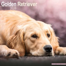Golden Retriever 2026 Calendar
