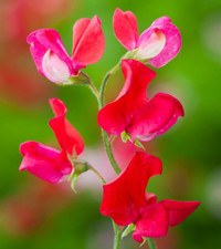 Everlasting pea Lathyrus