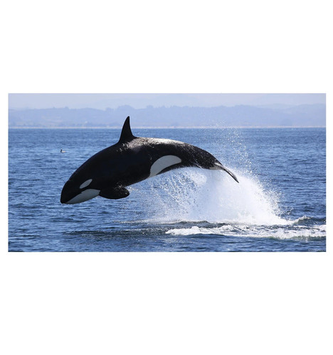 Killer whale mural - whale, murals