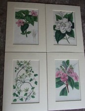 VINTAGE BOTANICAL PRINTS MISS