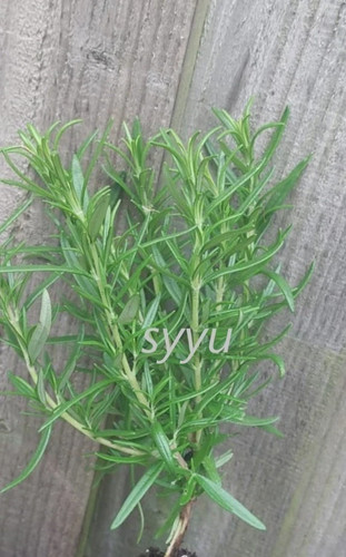 Rosemary plug plant inches - rosemary,