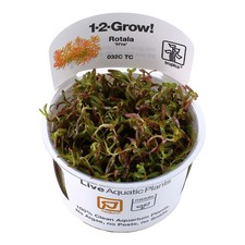 Tropica Live Aquarium Plants IN VITRO 1-2-GROW! Tropical Aquascaping Shrimp Safe