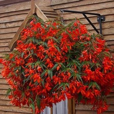 Begonia Boliviensis