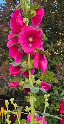 Hollyhock seeds x250 cerise - hollyhock,