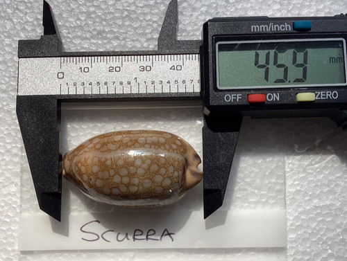 Cypraea scurra beautiful - scurra.,