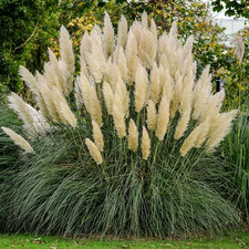 2.5 Qt. Pampas Grass