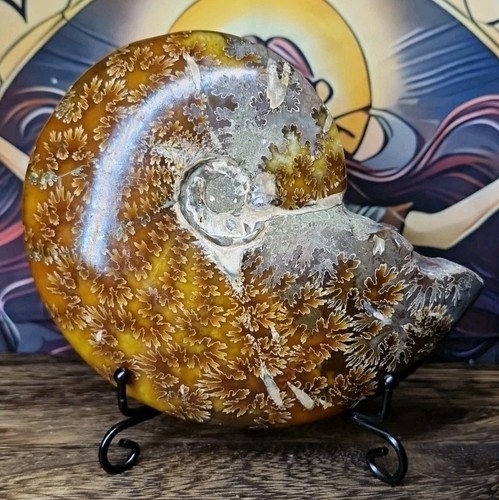 Madagascan ammonite fossil - madagascan,