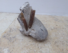 Belemnite in Rock - Fossil