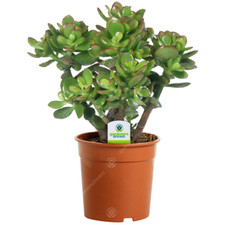 1 X CRASSULA OVATA  FRIENDSHIP TREE COMPACT HARDY EVERGREEN SHRUB IN POT