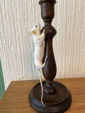 Taxidermy  Mouse