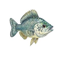 Crappie fish decal sticker - fish,
