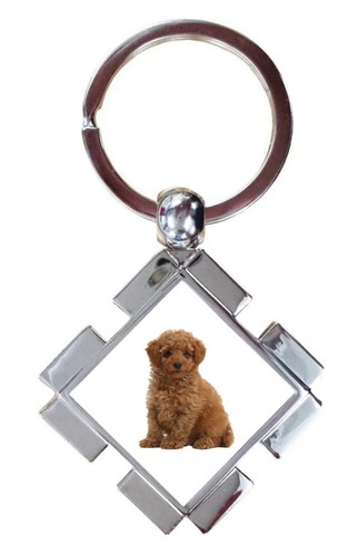 Toy poodle dog pet family - toy,