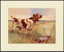 WELSH SPRINGER SPANIEL LOVELY