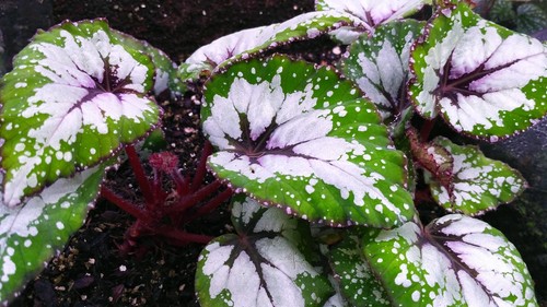 Begonia rex purple - begonia, blush