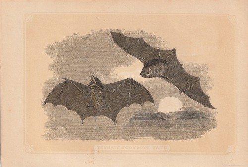 Flying fox and bat colored - fox,