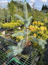 Picea pungens 'Edith' Tree |