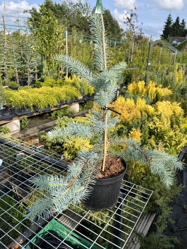Picea pungens edith tree - picea,