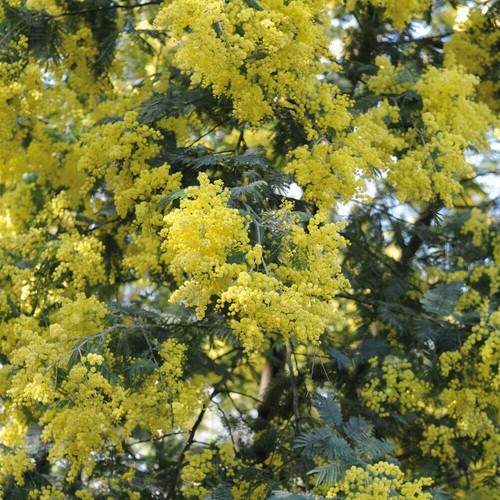 Acacia dealbata 4 - dealbata,