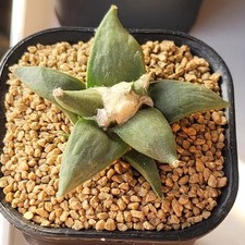 4cm succulent cactus plant - 4cm,