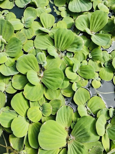 Large water lettuce - large,
