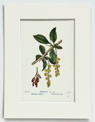 Barberry 1920 antique - -,
