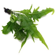 Microsorum Pteropus Sunrise