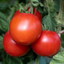 Tomato 'Moneymaker' 6 x Plug