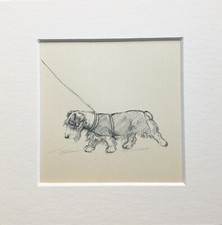Sealyham Terrier dog sketch