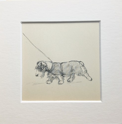Sealyham terrier dog sketch - sealyham,